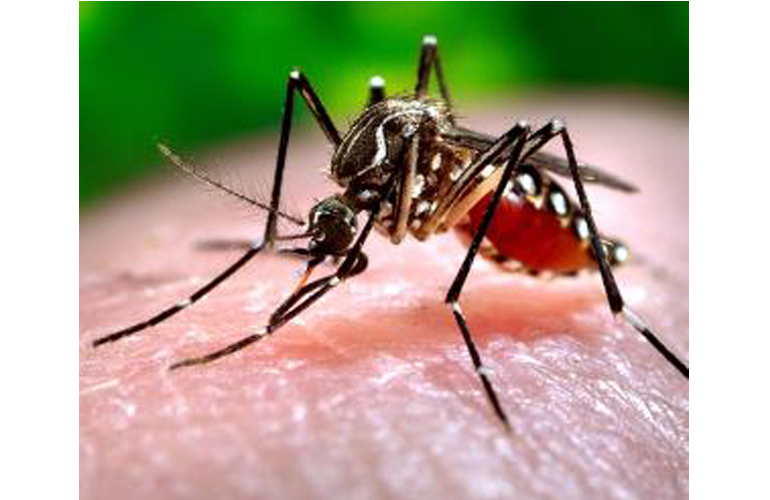 Aumentan a 243 los casos de chikungunya en el país