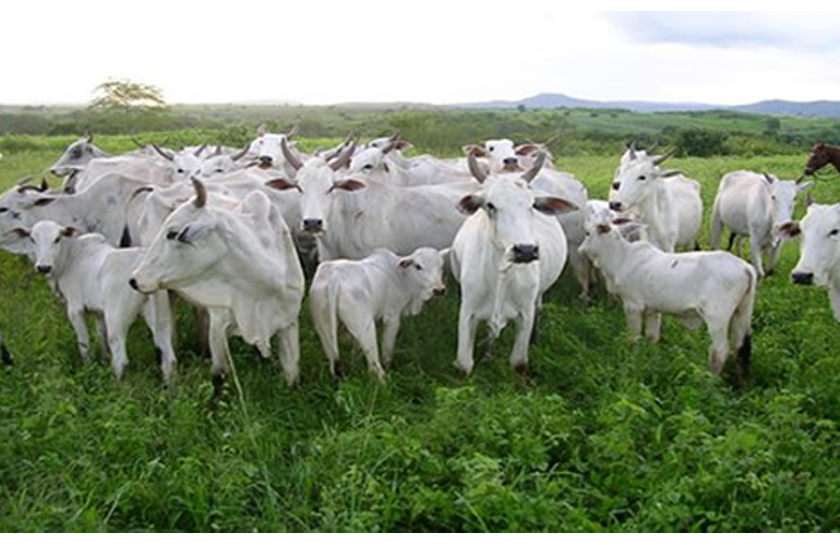 El presidente de Fedenaga asegura que el 20% de la ganadería está en riesgo.