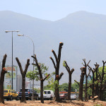 Árboles en la autopista Valle-Coche
